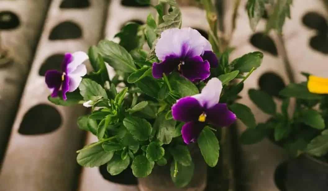 مزارع مقار