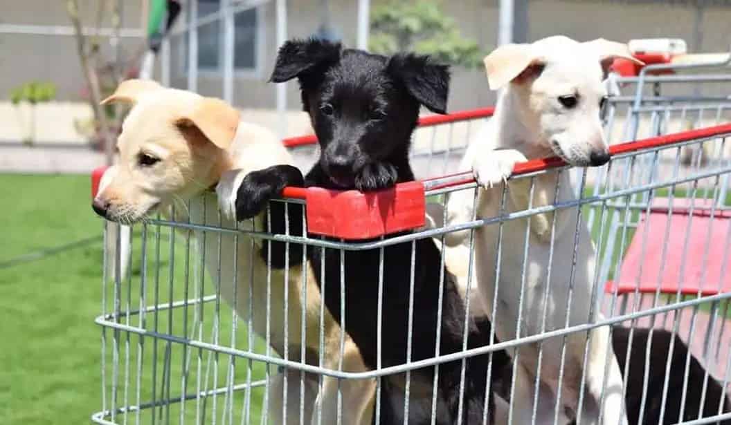 حديقة Pawsome