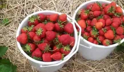Strawberry Creek Farm