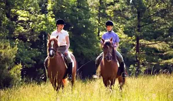 Equestrian Arts - Horse riding Classes