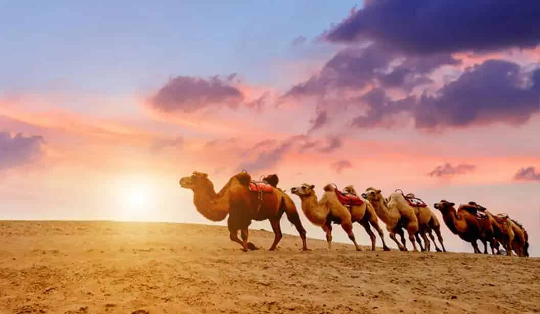 التخييم والسفاري مع The Dunes
