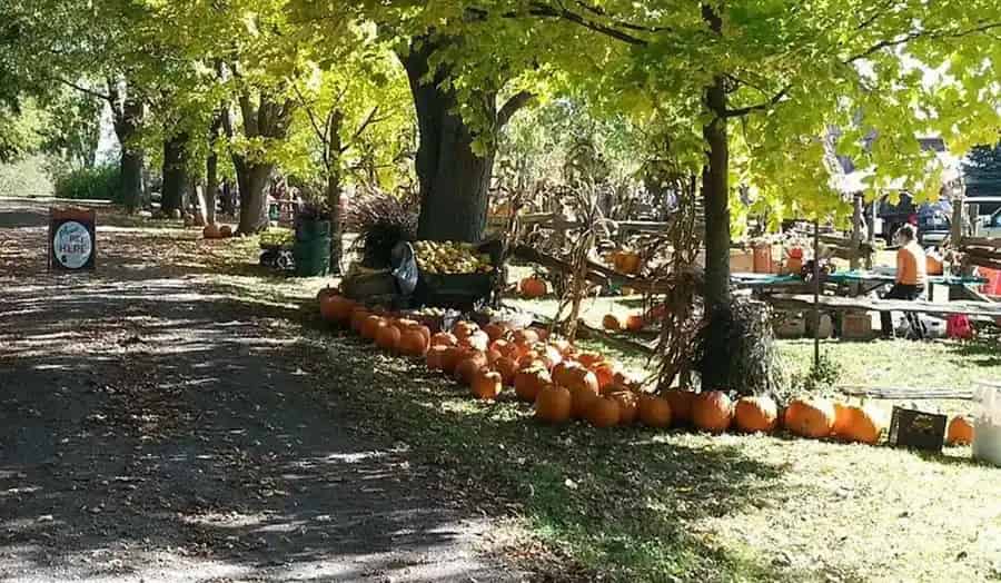 Knox Pumpkin Farm