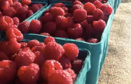 Avonmore Berry Farm