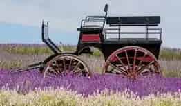 Kelso Lavender Farm