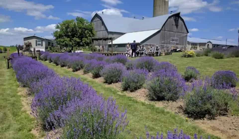 Kelso Lavender Farm