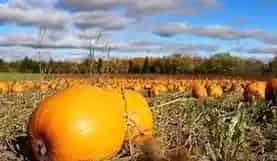 Cooper’s CSA Farm & Maze