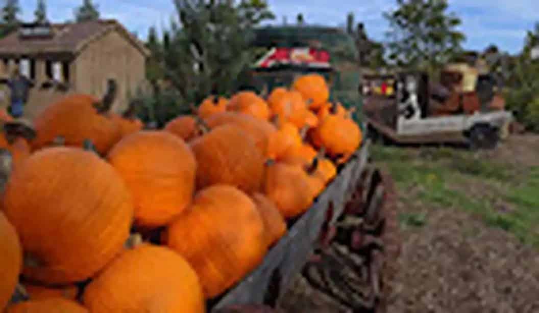 Snyder’s Family Farm