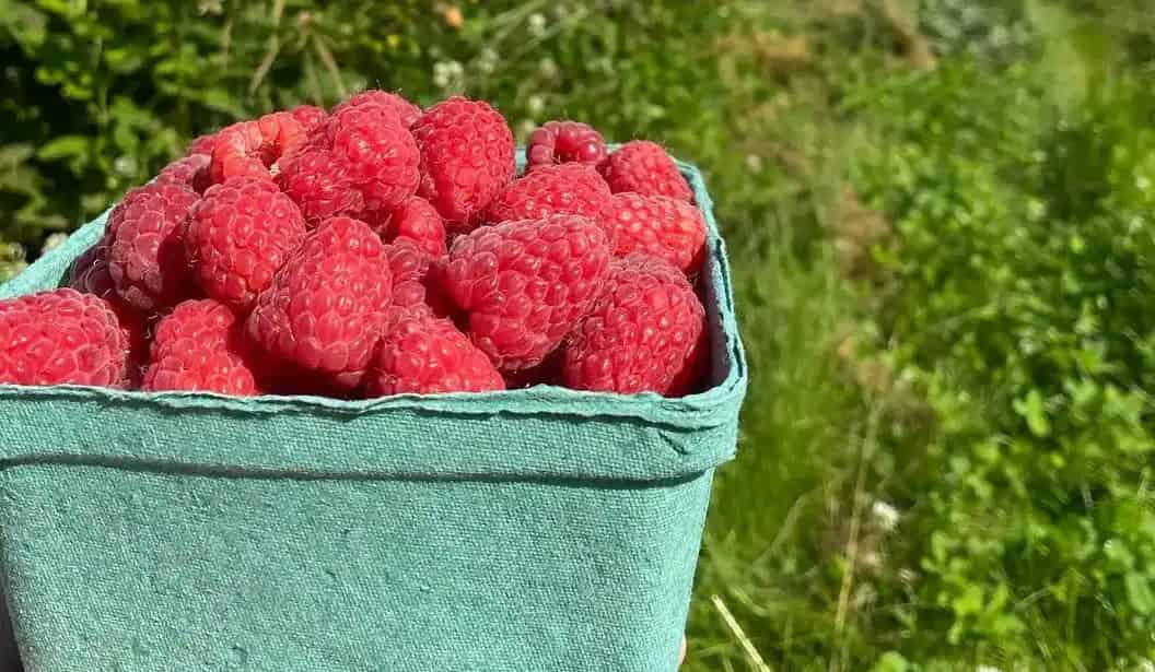 Organics Farm