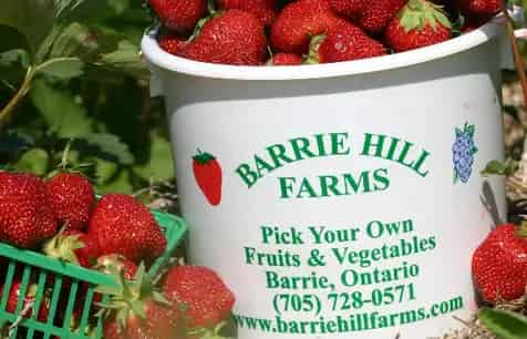 Barrie Hill Farms