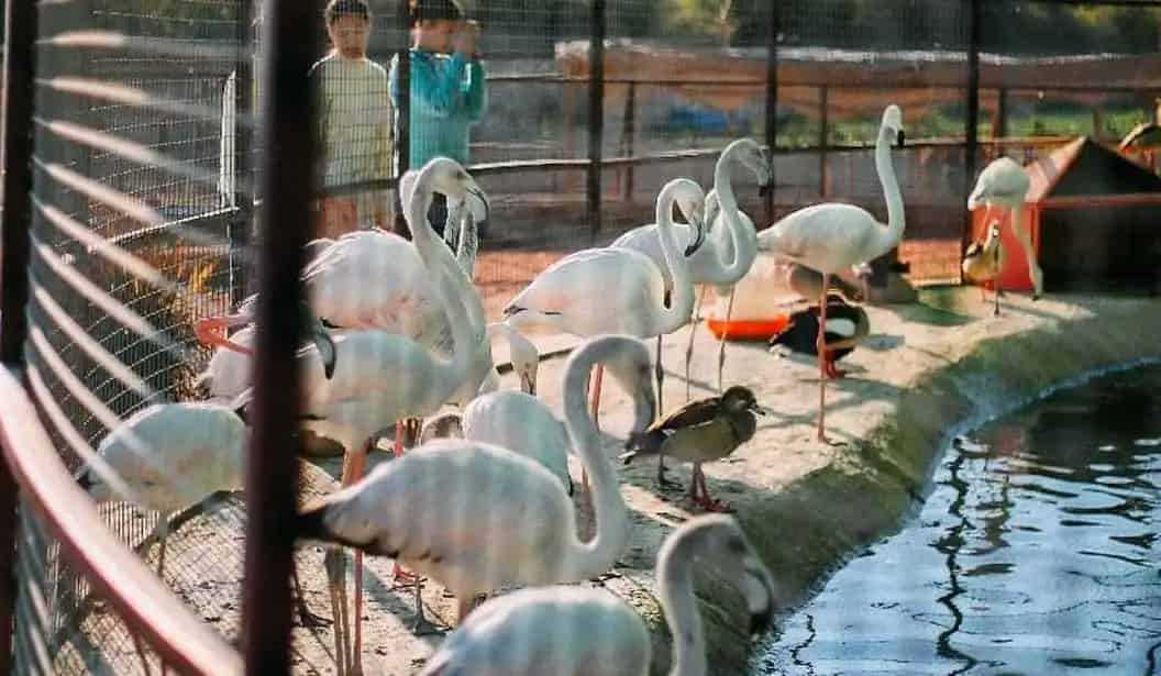 Monzoo