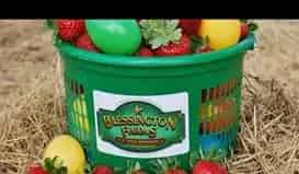 Blessington Farms
