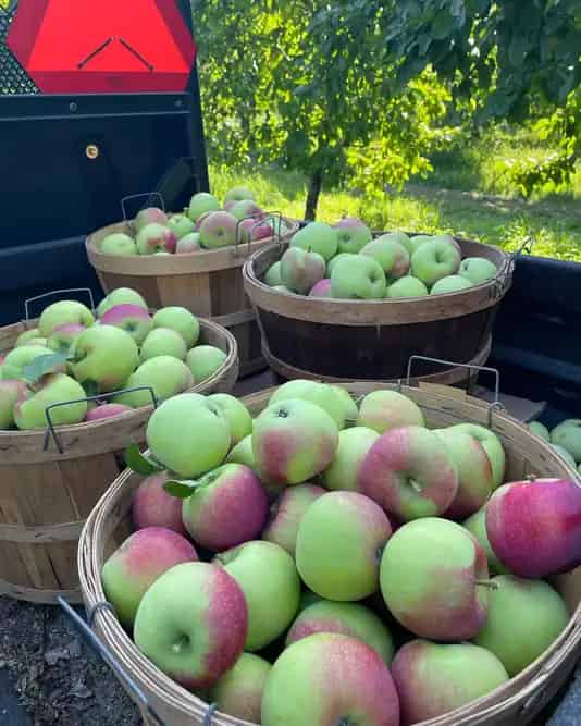 Waddell Apples