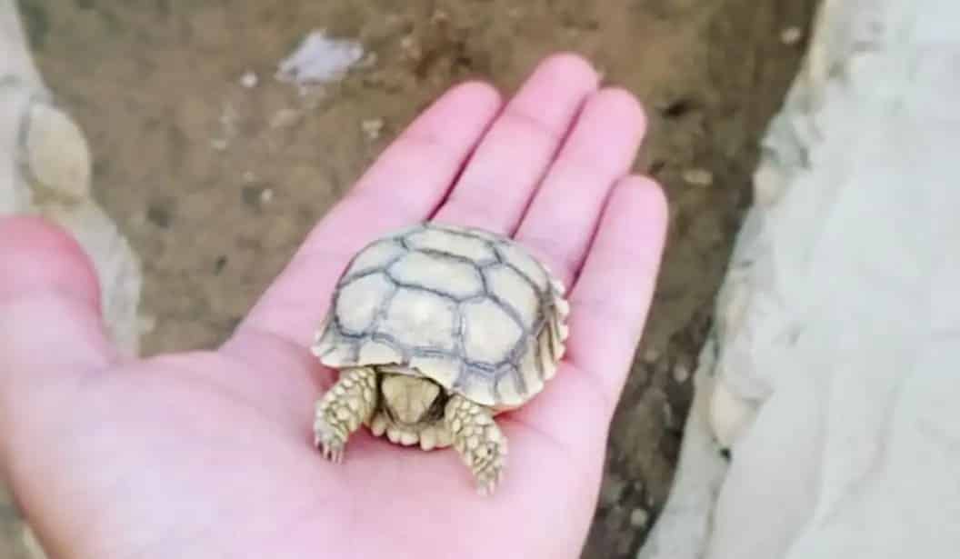 Monzoo
