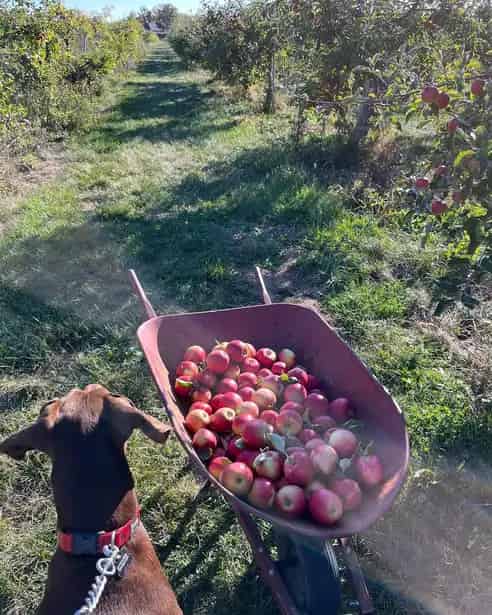 U-Pick Fruit Farm -  Luna Farms