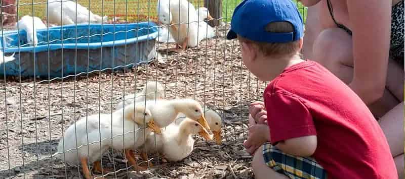 Brooks Farms