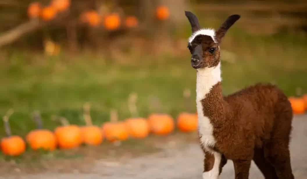 Knox Pumpkin Farm