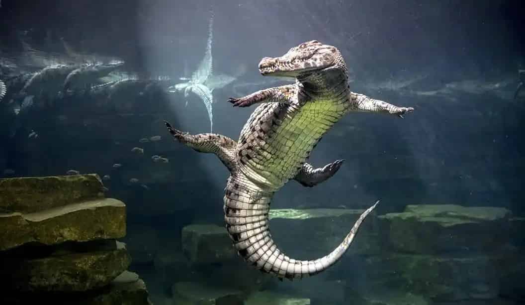 Dubai Crocodile Park