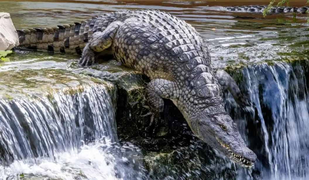 Dubai Crocodile Park