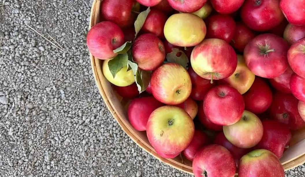 Carluke Orchards