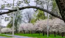 Centennial Park