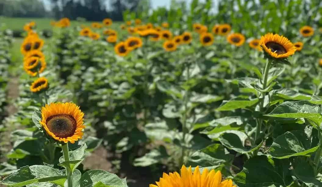 Wynn Farms