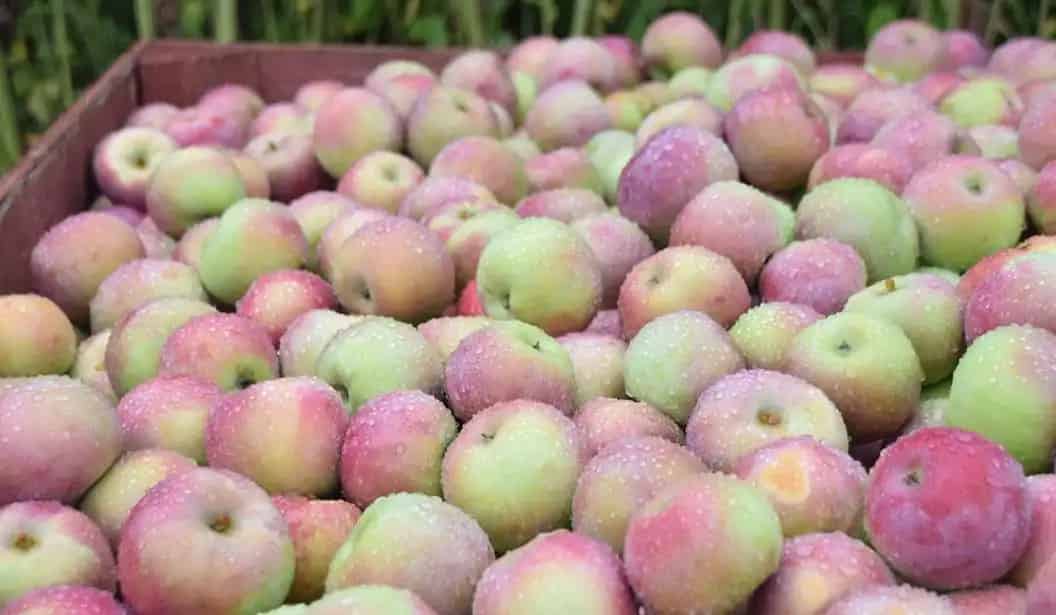 Carl Laidlaw Orchards Apple and Pear Picking