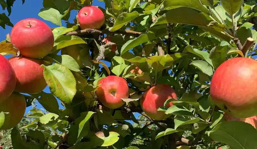 Pine Farms Orchard