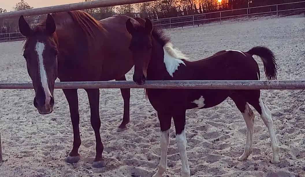 Rahal Ranch