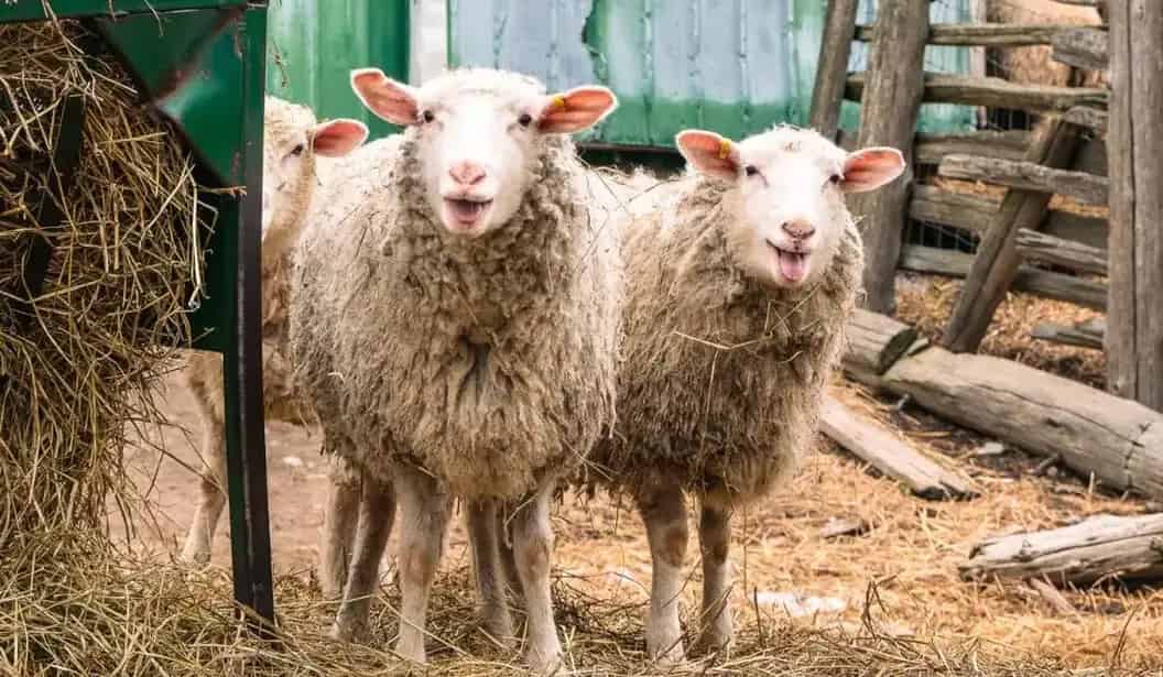 Willowtree Farm