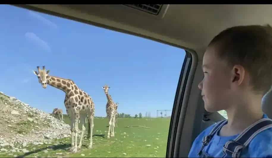 African Lion Safari