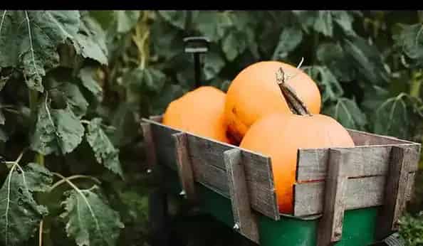 Knox Pumpkin Farm