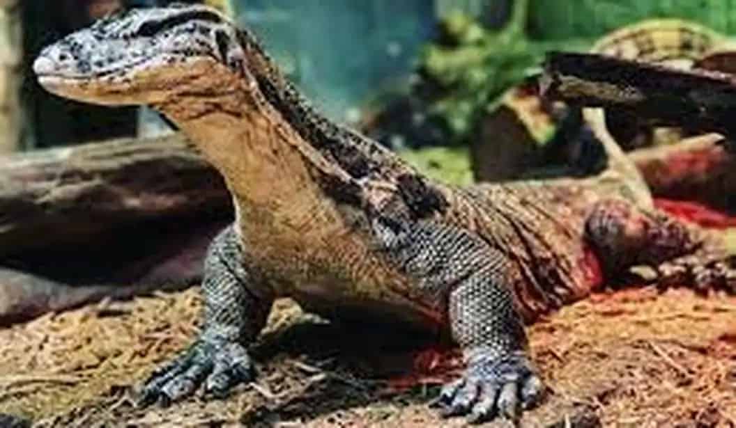 Reptilia Whitby