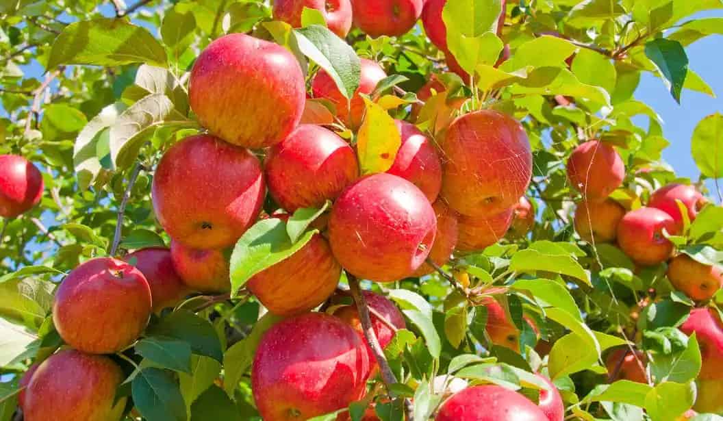 Dixie Orchards