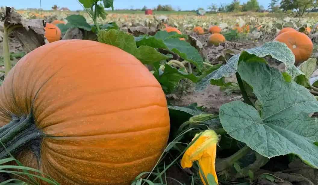 Robintide Farms - Pumpkin Patch & Corn Walk