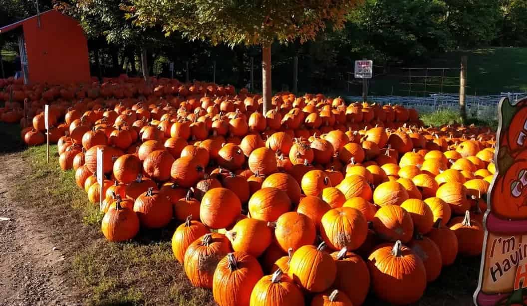Howells Adventure Farm Play Area and Fall Events