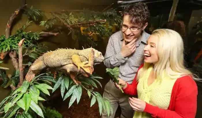Reptilia Whitby