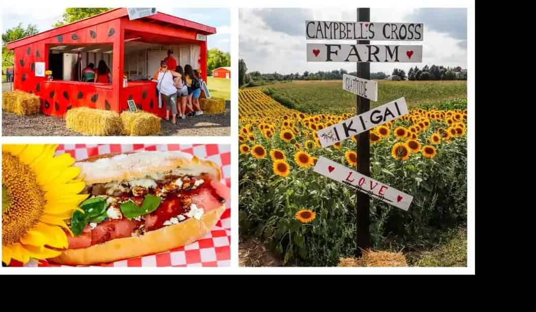 Campbell’s Cross Farm