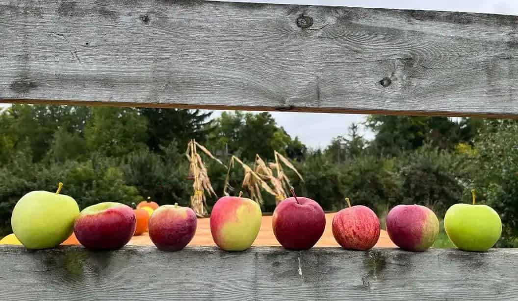 JC Agri Orchards