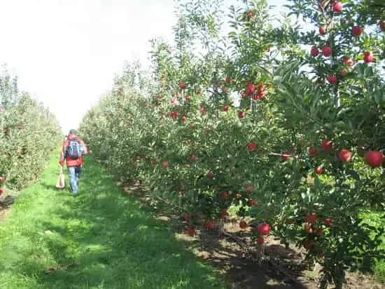 Watson Farms