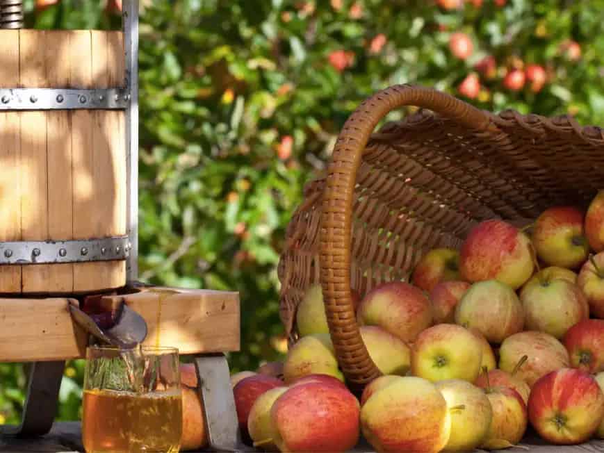 Apple Land Station