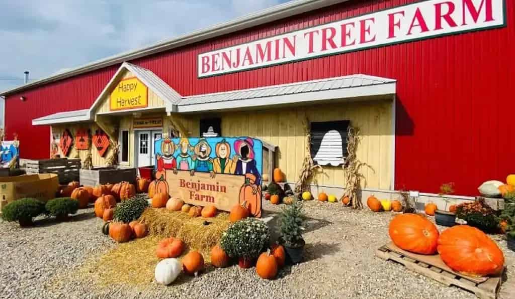 Benjamin Tree Farm