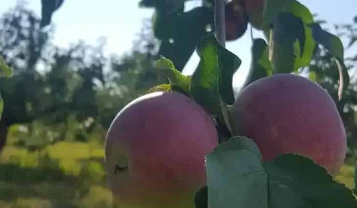 Wynn Farms
