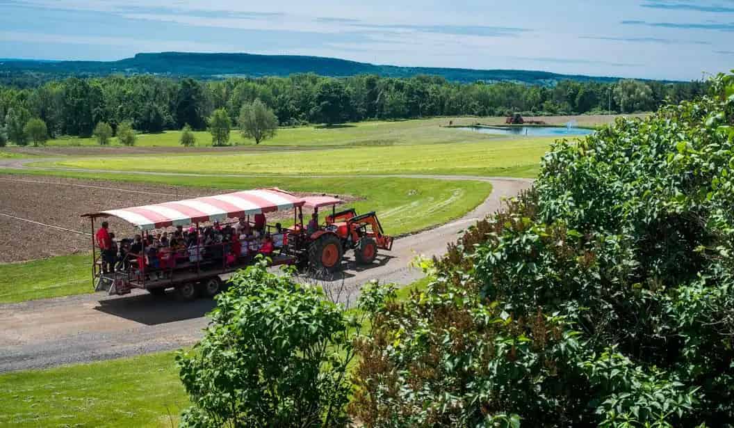 Springridge Farm