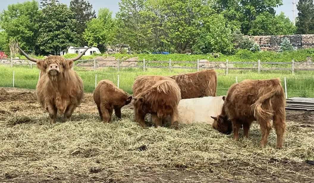 Grindstone Creek Farm