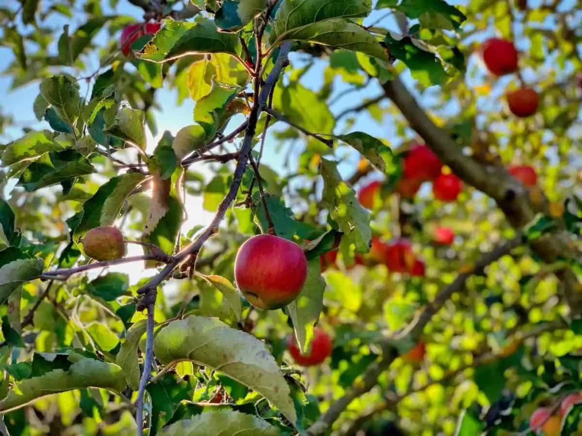 The Apple Orchard