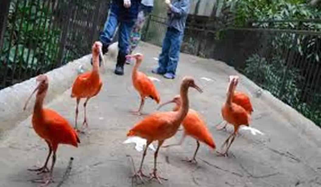 Bird Kingdom