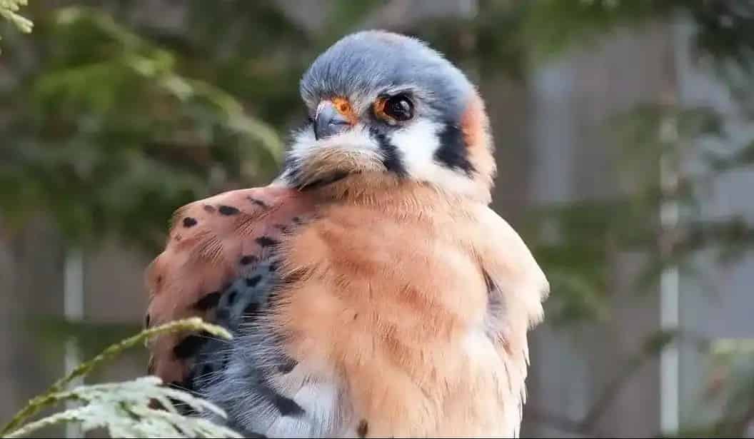 Talons and Tailfeathers