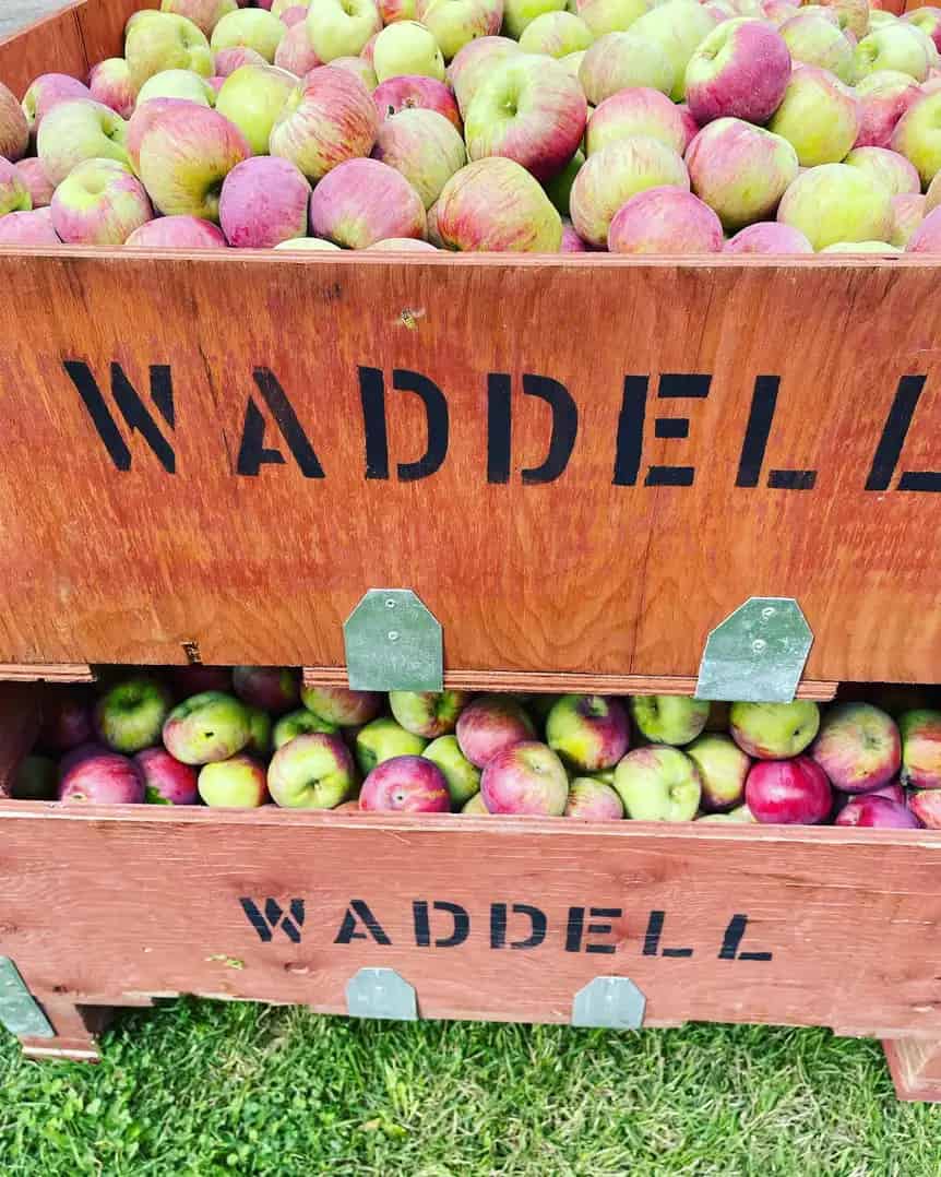 Waddell Apples