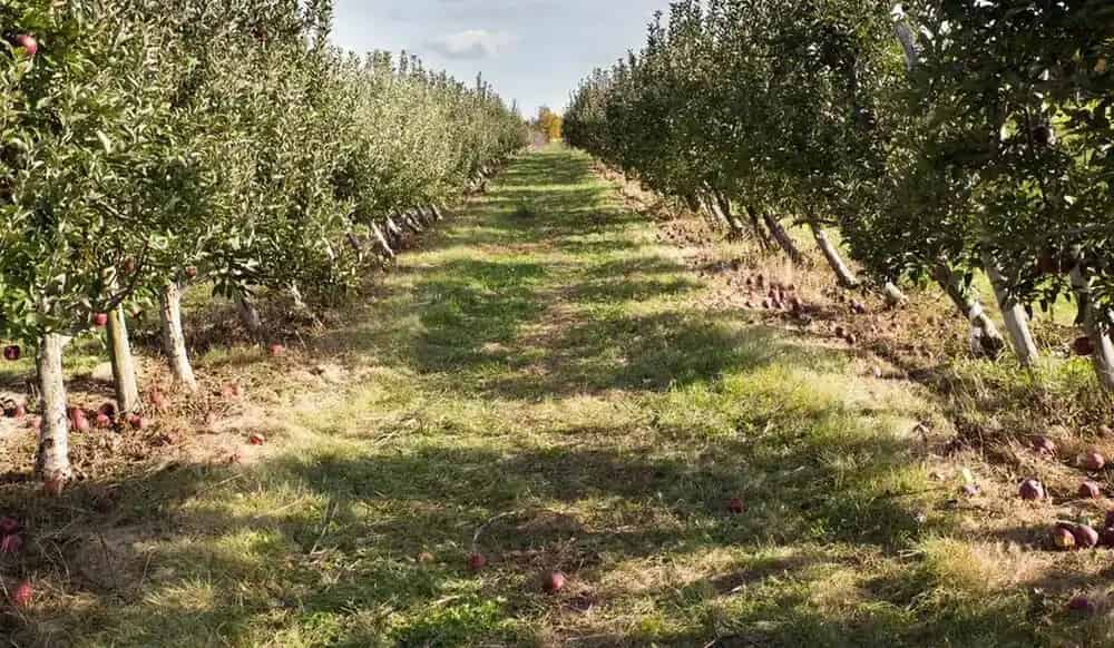 Big R' Apple Farm