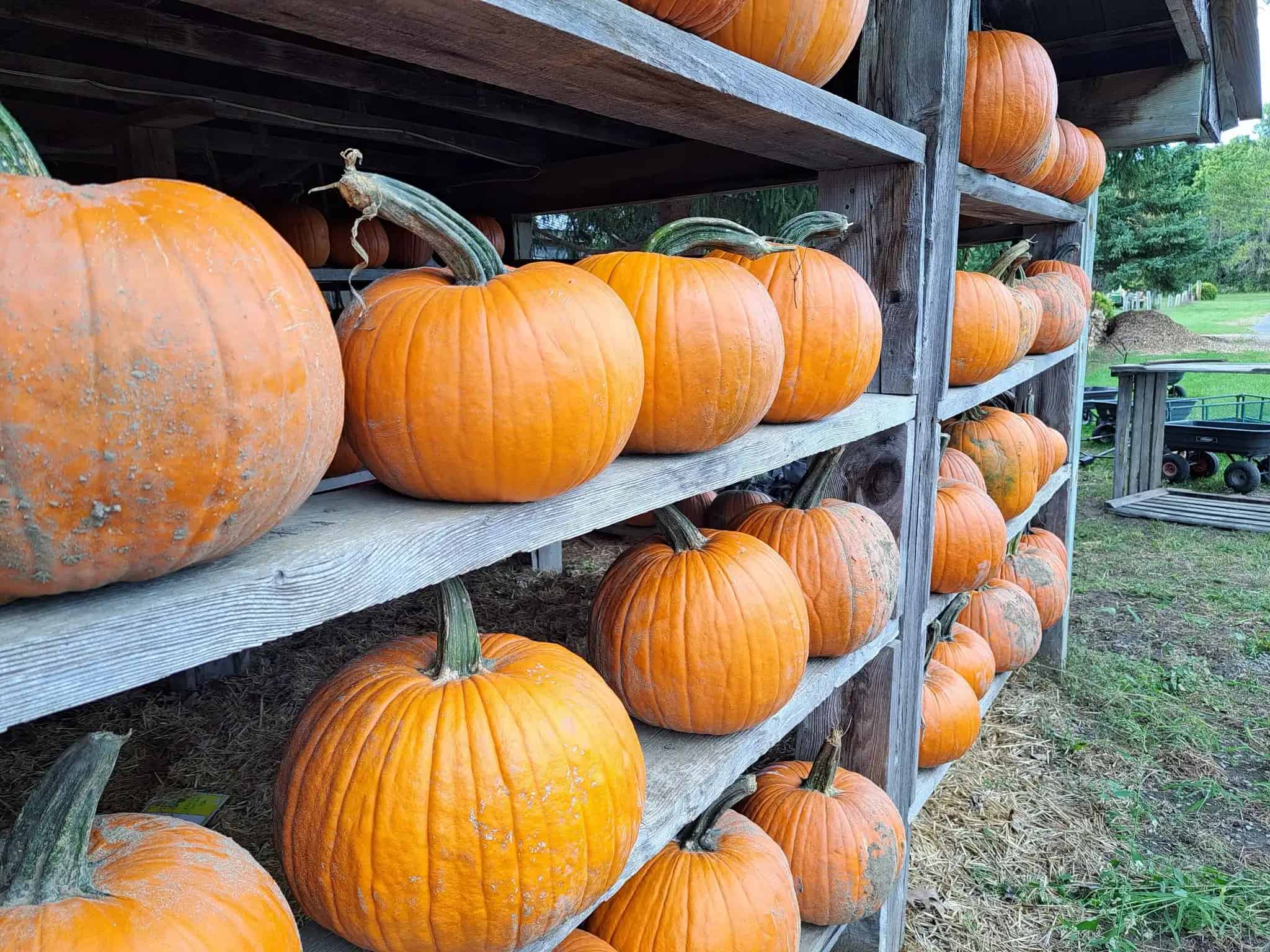 Cannamore Orchard